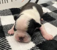 Loki, a male Boston Terrier for sale in Eatonville, WA – 3 of 8