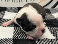Loki, a male Boston Terrier for sale in Eatonville, WA – 4 of 8