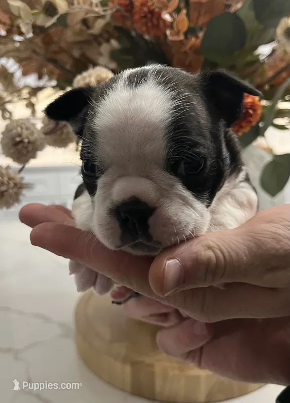  Bruce Wayne – Boston Terrier puppy for sale in Eatonville, WA