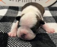 Thor, a male Boston Terrier for sale in Eatonville, WA – 6 of 8