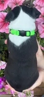 Green girl, a female Boston Terrier for sale in Eatonville, WA – 6 of 8