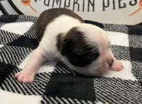 Thor, a male Boston Terrier for sale in Eatonville, WA – 3 of 8