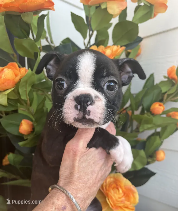 Orange collar girl – Boston Terrier puppy for sale in Eatonville, WA