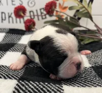 Storm, a female Boston Terrier for sale in Eatonville, WA – 4 of 9