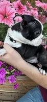 White collar girl, a male Boston Terrier for sale in Eatonville, WA – 4 of 7