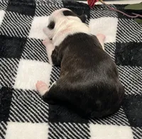 Emma Frost, a female Boston Terrier for sale in Eatonville, WA – 4 of 8