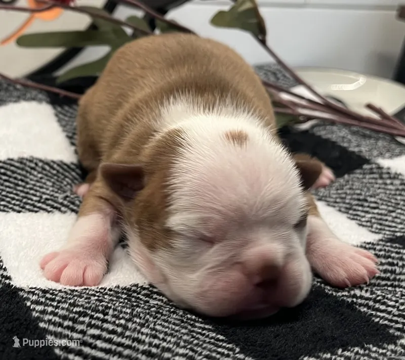 Diana – Boston Terrier puppy for sale in Eatonville, WA