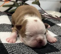 Diana, a female Boston Terrier for sale in Eatonville, WA – 1 of 7