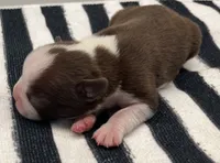 Tony Stark, a male Boston Terrier for sale in Eatonville, WA – 6 of 8