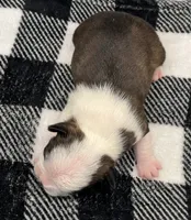 Thor, a male Boston Terrier for sale in Eatonville, WA – 5 of 8
