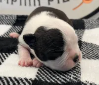 Odin, a male Boston Terrier for sale in Eatonville, WA – 3 of 10