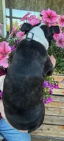 White collar girl, a male Boston Terrier for sale in Eatonville, WA – 3 of 7