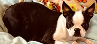 White collar girl, a male Boston Terrier for sale in Eatonville, WA – 7 of 7