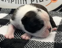  Bruce Wayne, a male Boston Terrier for sale in Eatonville, WA – 2 of 8