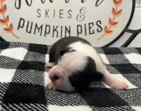 Xavier, a male Boston Terrier for sale in Eatonville, WA – 7 of 9