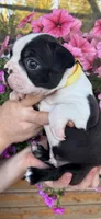 Yellow collar boy, a male Boston Terrier for sale in Eatonville, WA – 5 of 8
