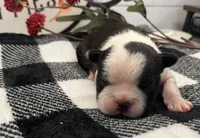 Storm, a female Boston Terrier for sale in Eatonville, WA – 5 of 9