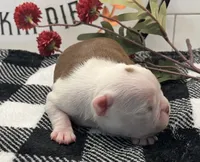 Jean Gray, a female Boston Terrier for sale in Eatonville, WA – 4 of 8