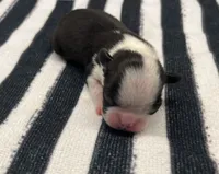 Groot, a male Boston Terrier for sale in Eatonville, WA – 4 of 8