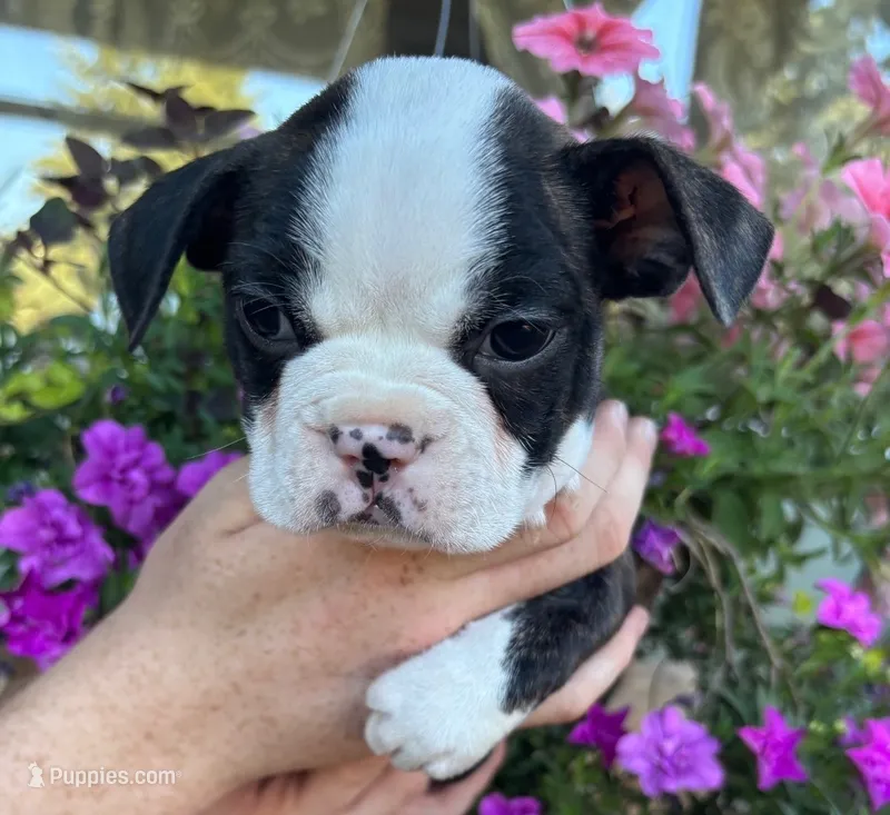 Blue boy – Boston Terrier puppy for sale in Eatonville, WA
