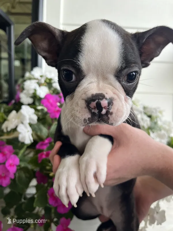 White collar girl – Boston Terrier puppy for sale in Eatonville, WA