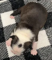  Bruce Wayne, a male Boston Terrier for sale in Eatonville, WA – 5 of 8