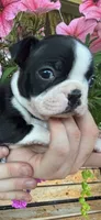 Purple collar girl, a female Boston Terrier for sale in Eatonville, WA – 4 of 7