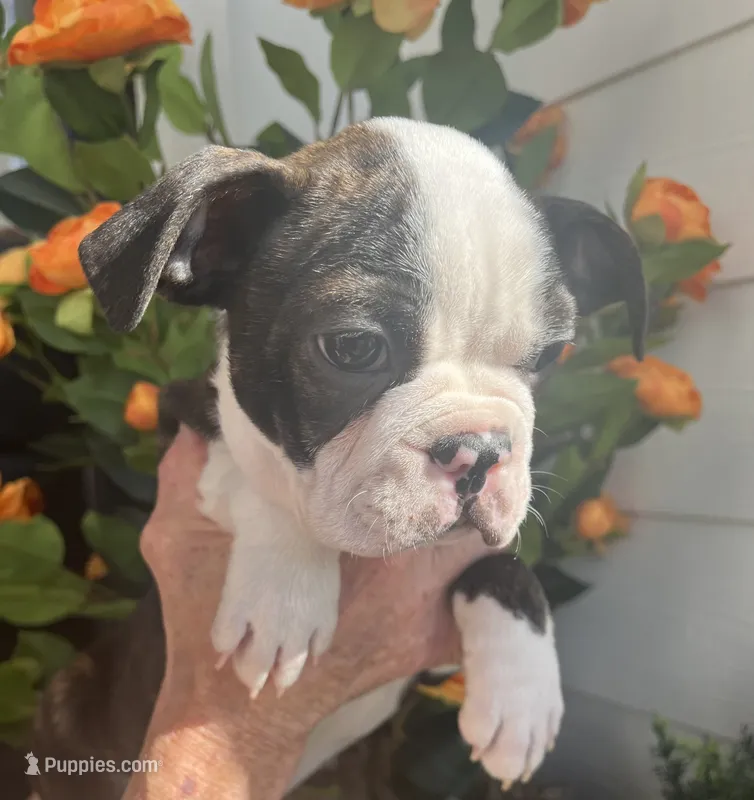 Blue boy – Boston Terrier puppy for sale in Eatonville, WA