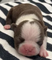 Tony Stark, a male Boston Terrier for sale in Eatonville, WA – 1 of 8