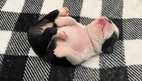 Xavier, a male Boston Terrier for sale in Eatonville, WA – 3 of 9