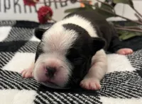 Storm, a female Boston Terrier for sale in Eatonville, WA – 1 of 9