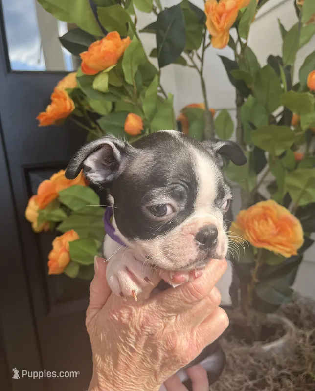 Purple collar girl – Boston Terrier puppy for sale in Eatonville, WA