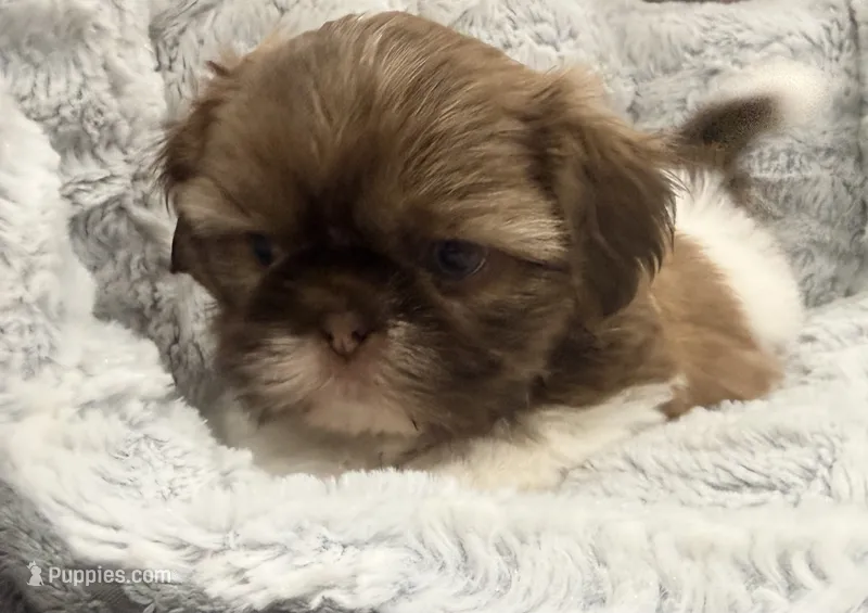 Gizmo – Shih Tzu puppy for sale in Covington, LA