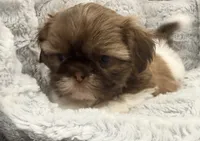 Gizmo, a male Shih Tzu for sale in Covington, LA – 1 of 10