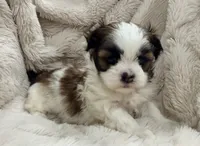 Peanut, a male Maltese and Shih Tzu for sale in Covington, LA – 10 of 10