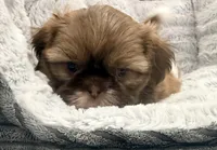Gizmo, a male Shih Tzu for sale in Covington, LA – 3 of 10