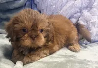 Biscuit , a male Shih Tzu for sale in Covington, LA – 6 of 10