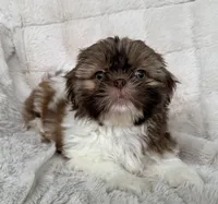 Gizmo, a male Shih Tzu for sale in Covington, LA – 10 of 10