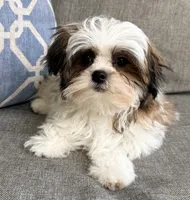 Peanut, a male Mal Shi for sale in Covington, LA – 8 of 10