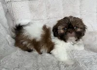 Gizmo, a male Shih Tzu for sale in Covington, LA – 9 of 10