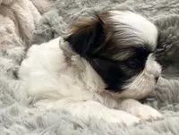 Pixie , a female Maltese and Shih Tzu for sale in Covington, LA – 3 of 10
