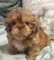 Biscuit , a male Shih Tzu for sale in Covington, LA – 7 of 10