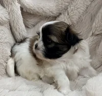 Pixie , a female Maltese and Shih Tzu for sale in Covington, LA – 9 of 10