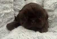 Teddy , a male Shih Tzu for sale in Covington, LA – 9 of 10