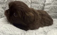 Teddy , a male Shih Tzu for sale in Covington, LA – 8 of 10