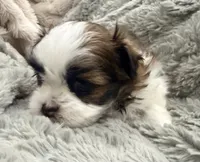 Peanut, a male Maltese and Shih Tzu for sale in Covington, LA – 4 of 10