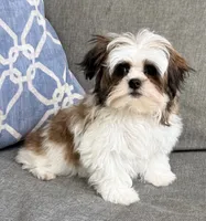 Peanut, a male Mal Shi for sale in Covington, LA – 6 of 10