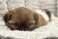 Gizmo, a male Shih Tzu for sale in Covington, LA – 9 of 10