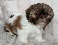 Gizmo, a male Shih Tzu for sale in Covington, LA – 5 of 10