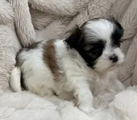 Pixie , a female Maltese and Shih Tzu for sale in Covington, LA – 10 of 10